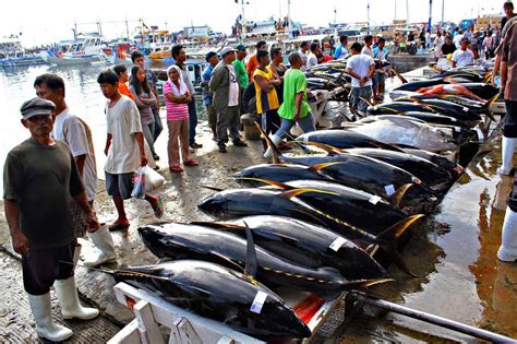 Tuna business [ Figgerits Answers ] .